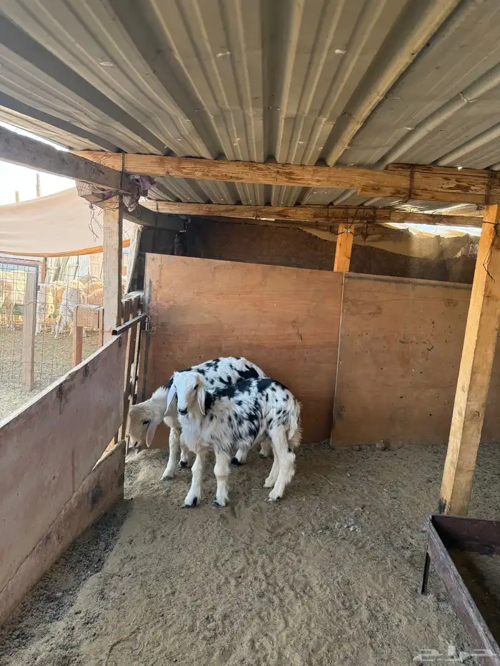 خروفين طيبات ونظاف للي بيربط 3