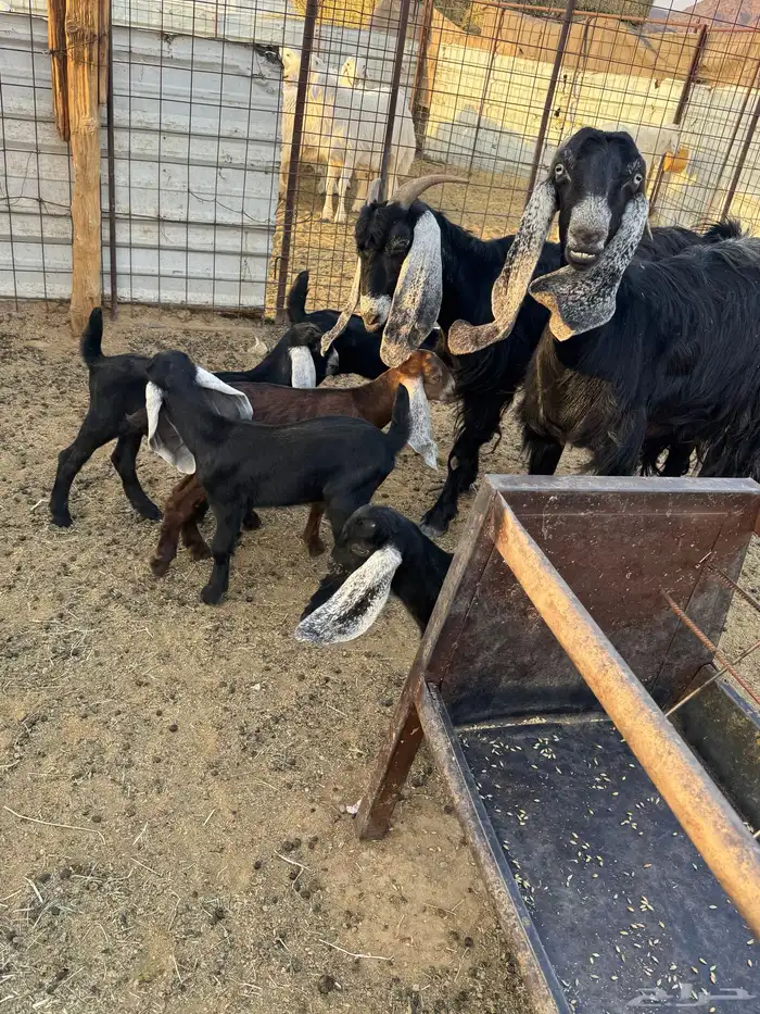 معزاء بعياله 1