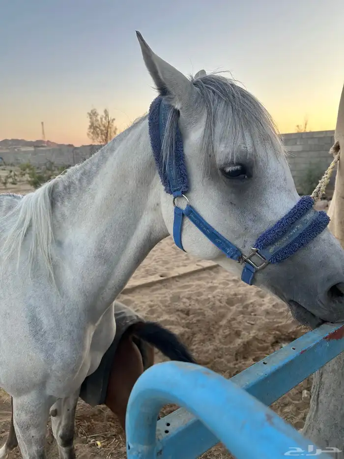 فرس تحتها مهره 3