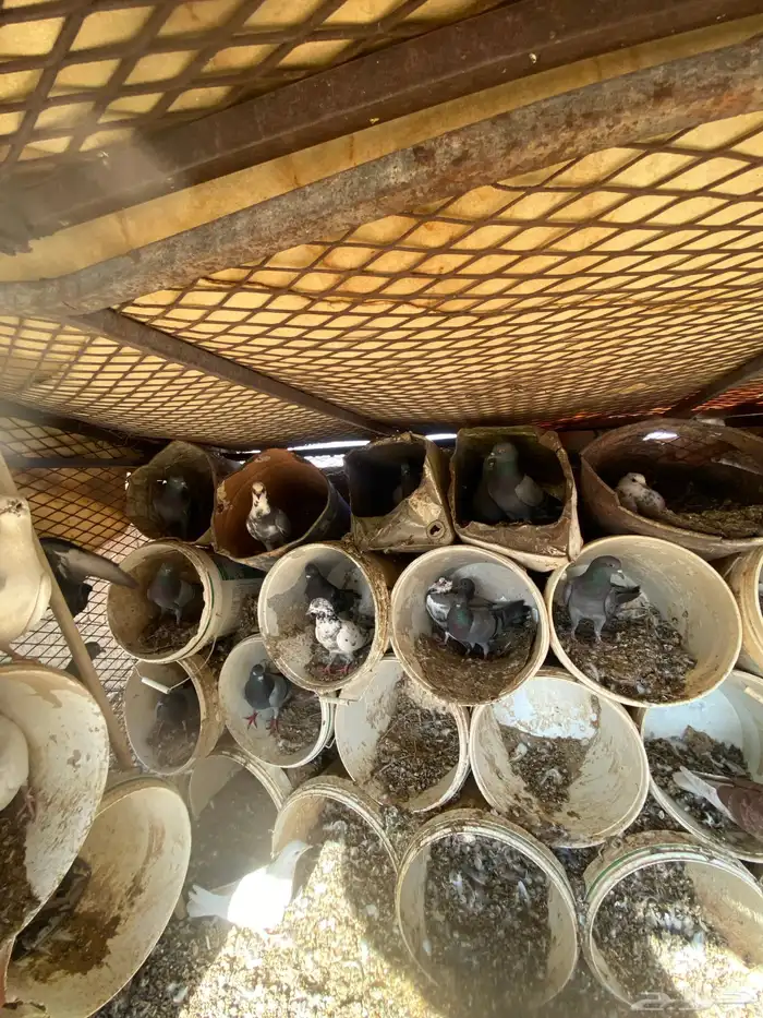 السلام عليكم العدد 14 جوز الصحه شرط الانتاج شرط 3