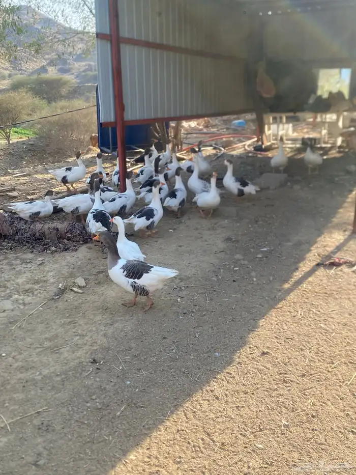 وز بلدي نظيف 1