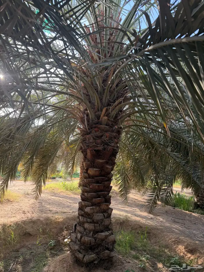 نخل اخلاص شيش برحي سكري 1