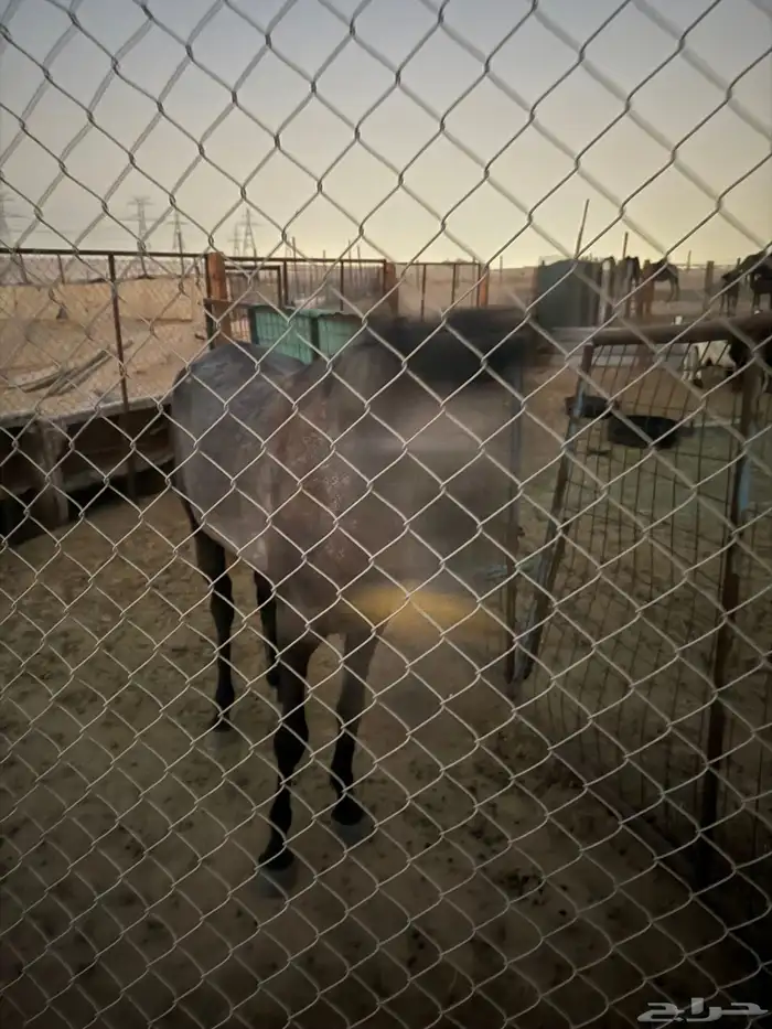 للبيع خيل 5
