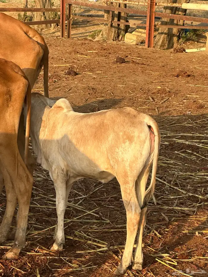 عجالة بلدي لبنيات عدد أربعة للبيع 2