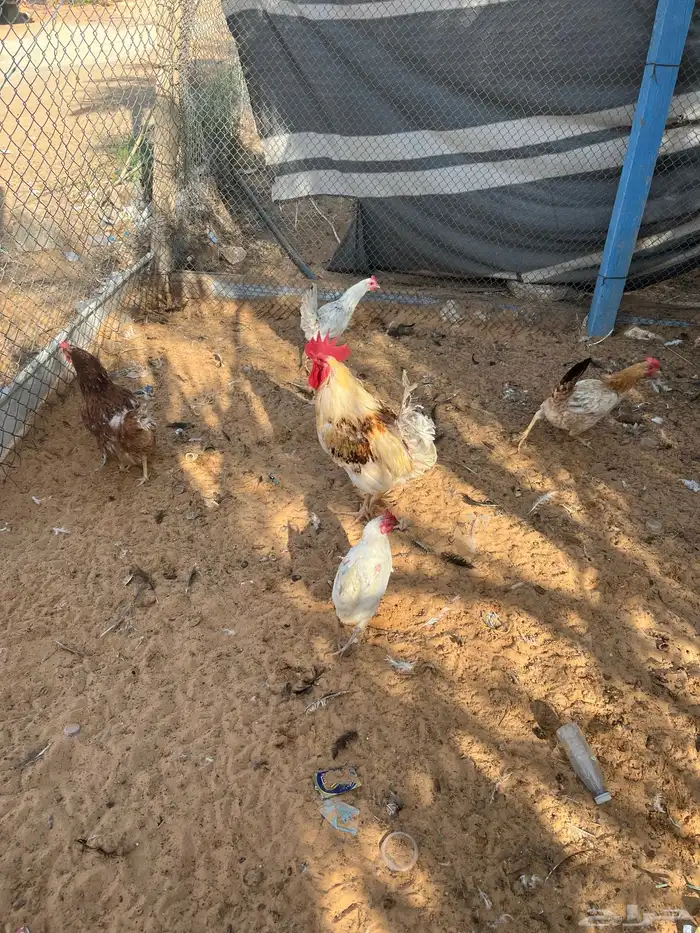 للبيع دجاج بياض 6