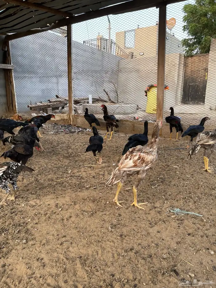 دجاج سندي بيور 9