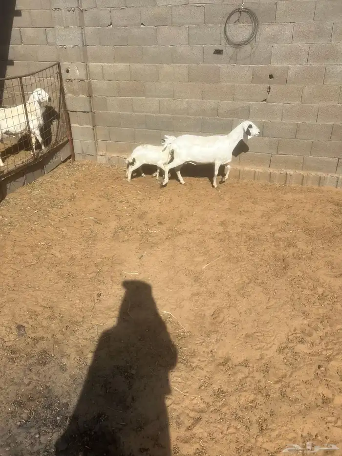 بربريه متوم 3