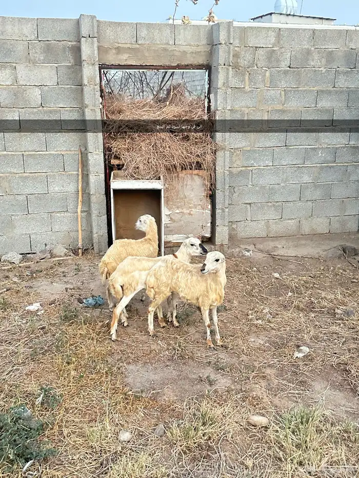 رخيل بلدي ثنتين ماشاءالله تبارك الرحمن 0