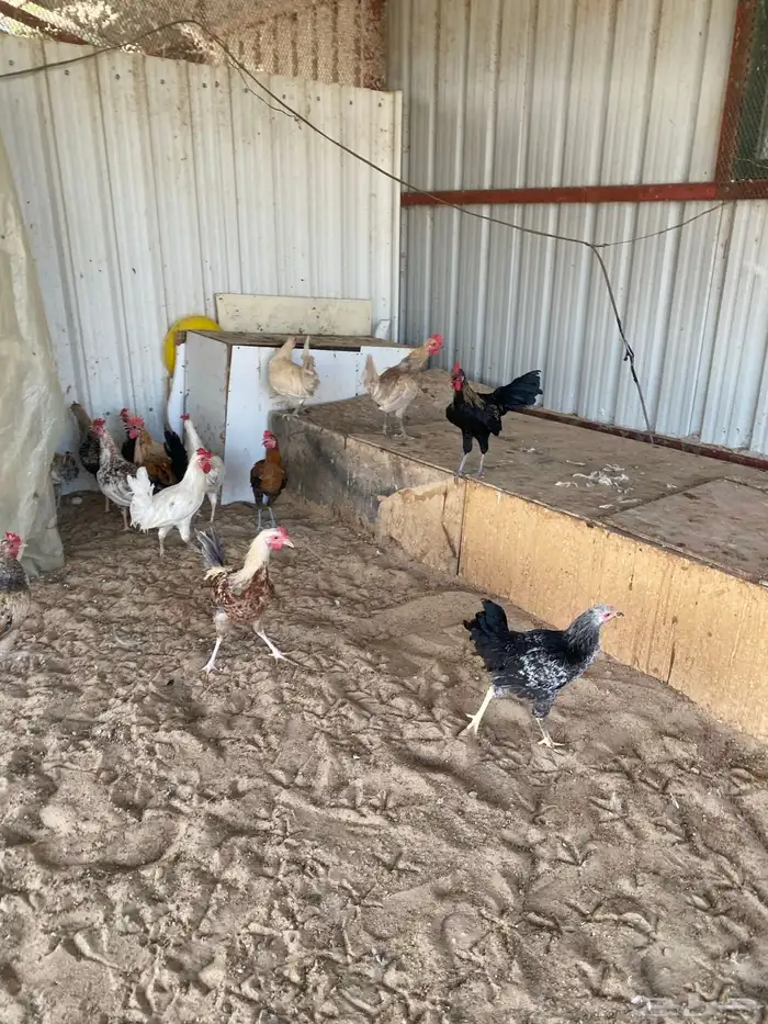 ديوك ودجاج 10