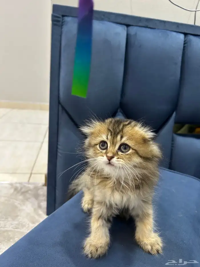 قط سكوتش فولد لونق هير 2