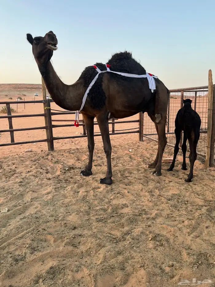 خلفه مجهم هديه 1