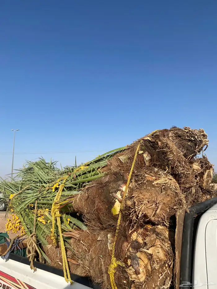 خلاص كبار مطلع 6