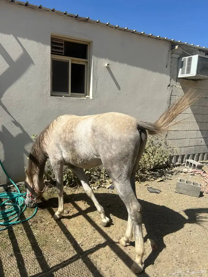خيل للبيع عربي اصيل  وشعبي إلى آخ 6