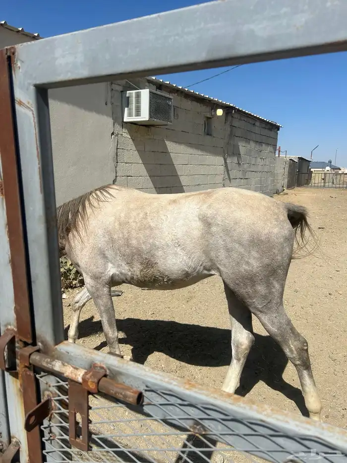 خيل للبيع عربي اصيل  وشعبي إلى آخ 7