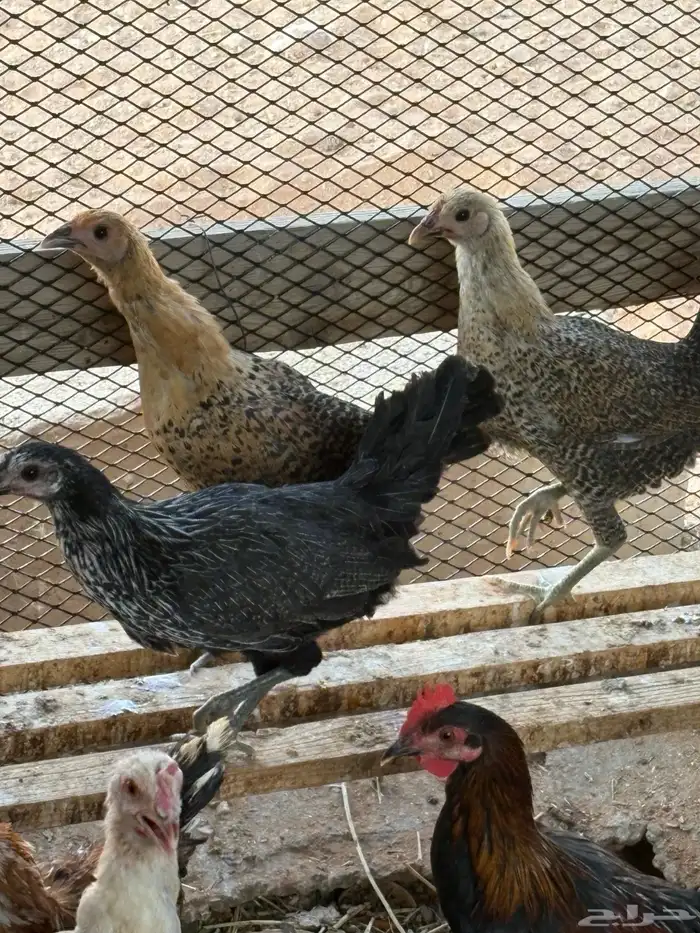 دجاج 0