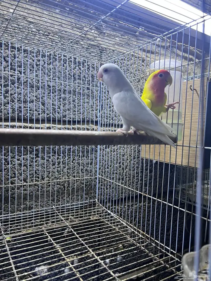 جوز روز 0