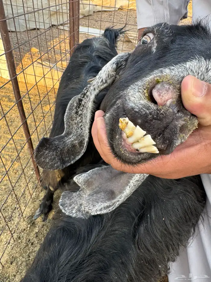 معزاء بعياله 7