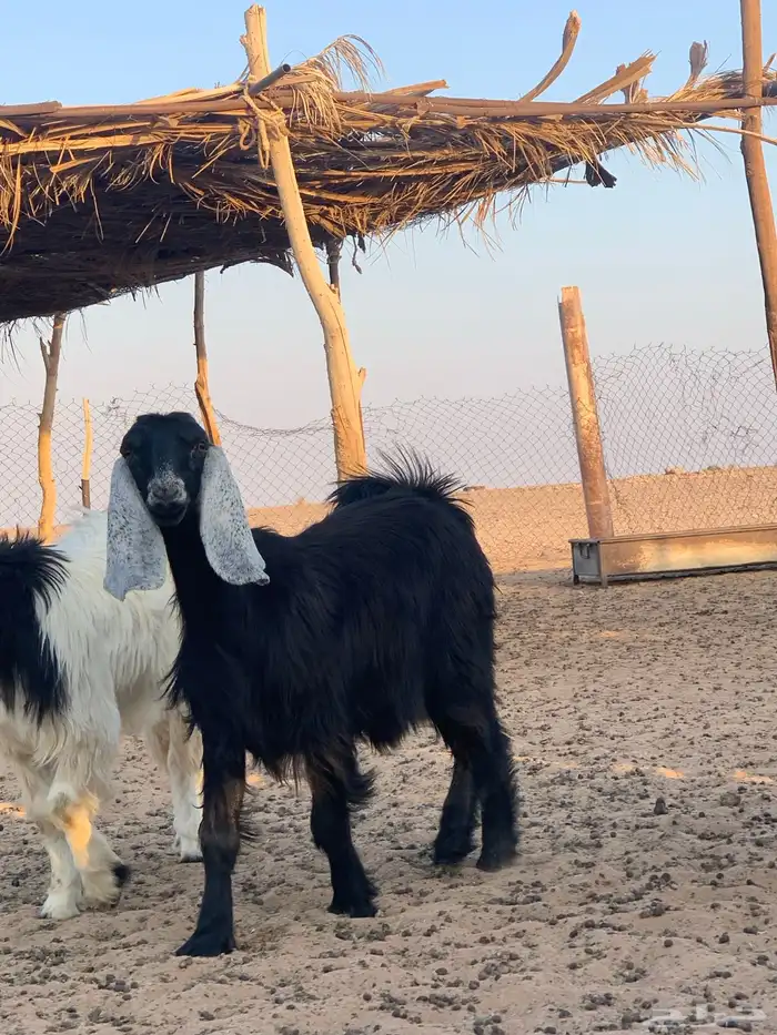 ذبايح عنق تيوس جفار 2