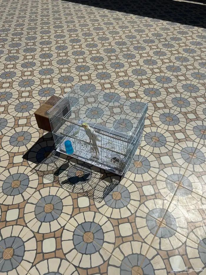 انثى كروان ضايعة في خميس مشيط حي النسيم 0