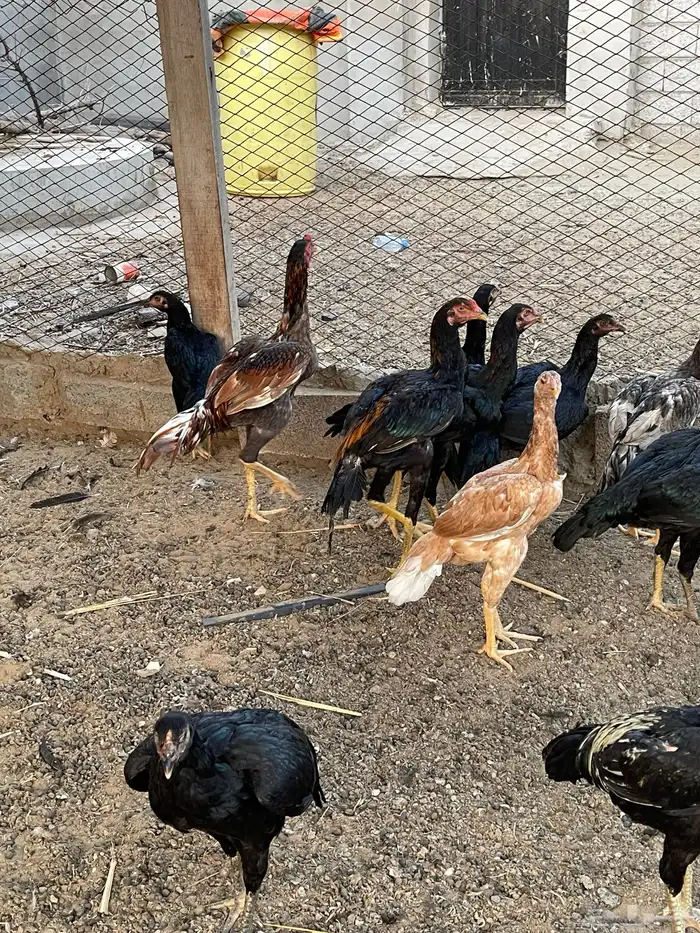 دجاج سندي بيور 2