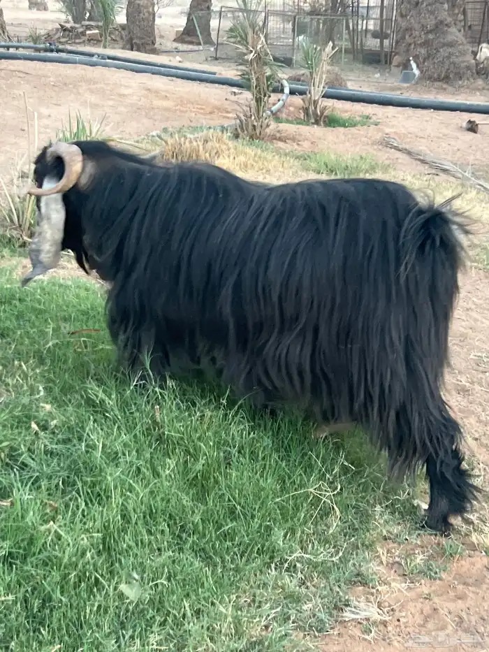 تبس فحل عارضي 5