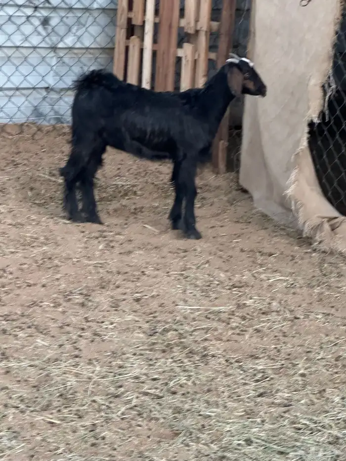 عناق بلديه سمين 0