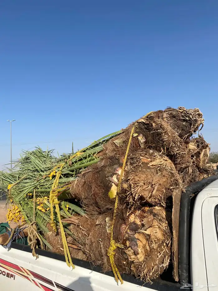 خلاص كبار مطلع 5