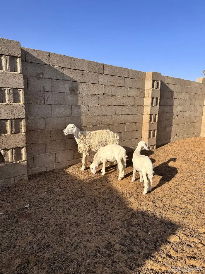 للبيع حريه والد معها 2 رباع 2