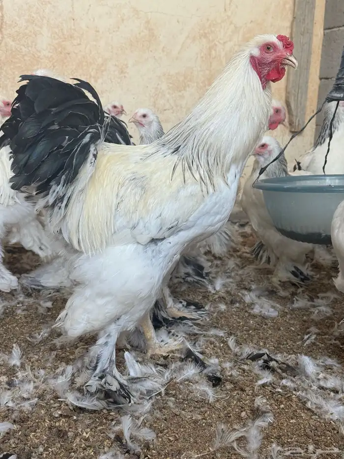 دجاج براهما كولمبي كونك 8 شهور 8