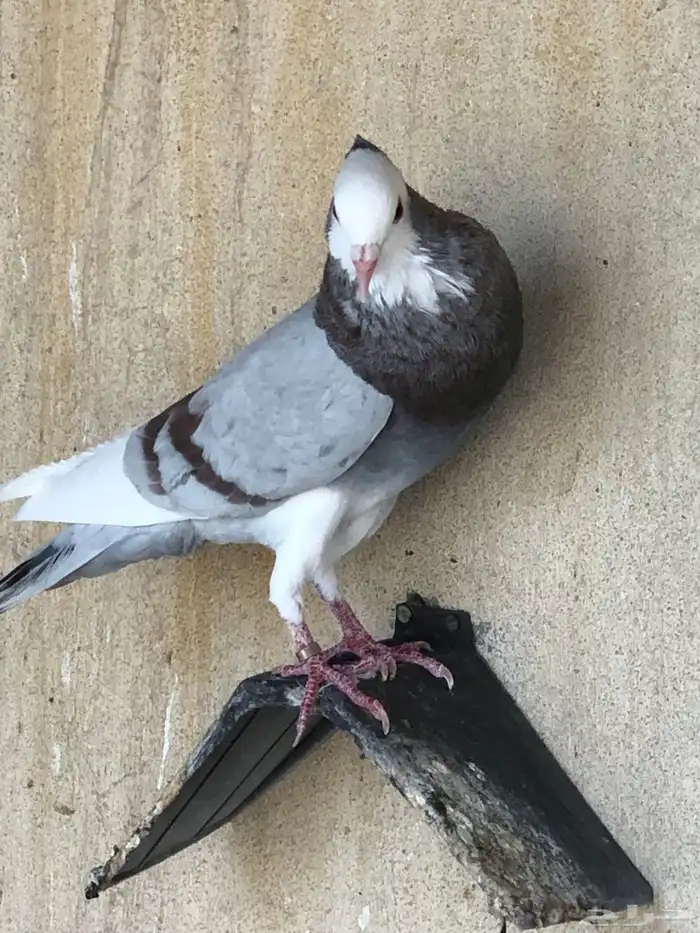 مجموعة حمام للبيع زاجل ونفاخ وكنق 7