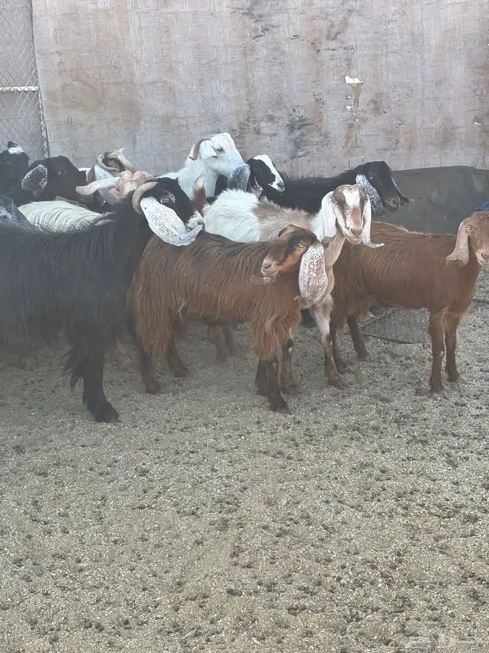 معزاء العدد 20تحتها 5 وحده معها 2و3معها 3والباقي دفيع 2