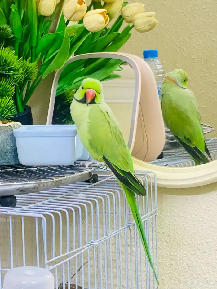 450sr selling my bird this one pure parrot no any problem 7
