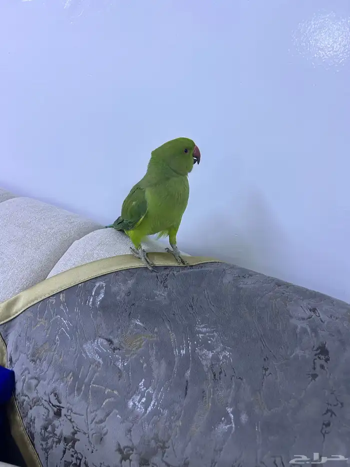 للبيع دره هندي350 2