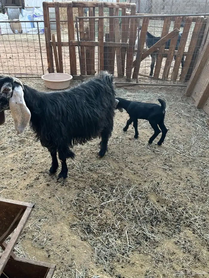 عنز عارضيه والد معه جفره 0