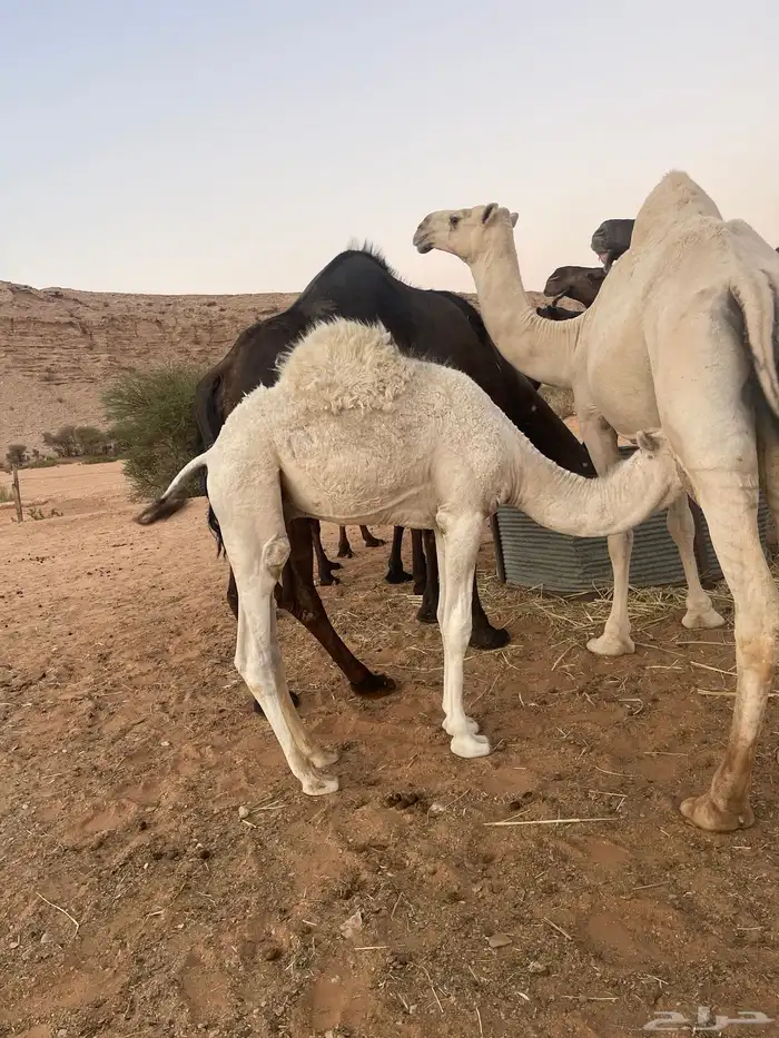 قعود بري لباني يرضع امه 7