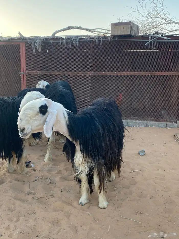 شياه نجد جروم فاخره 2