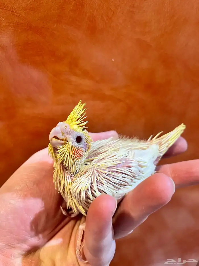 كروان لاتينو اصفر عيون حمره 0