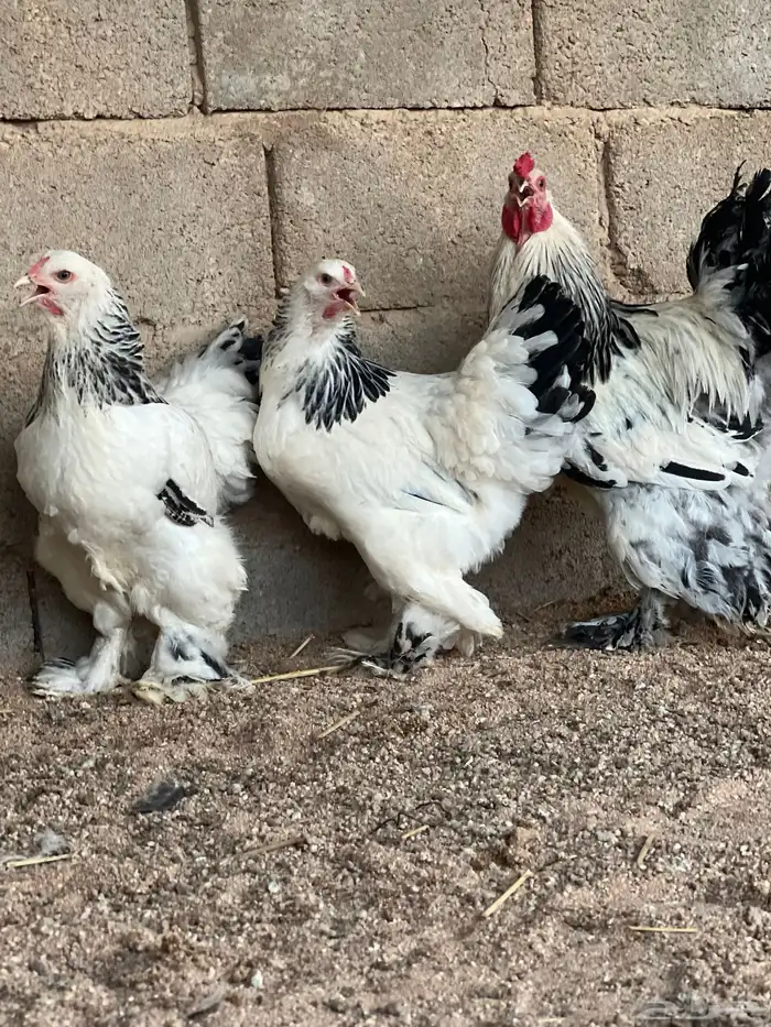 للبيع طقم براهما كولمبي توب 2