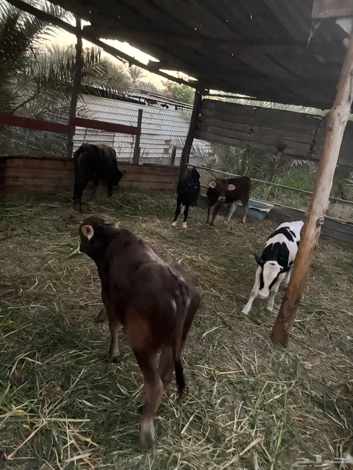 عجول  الماني و جرسي و بربر 6