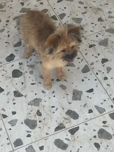 كلب للبيع index