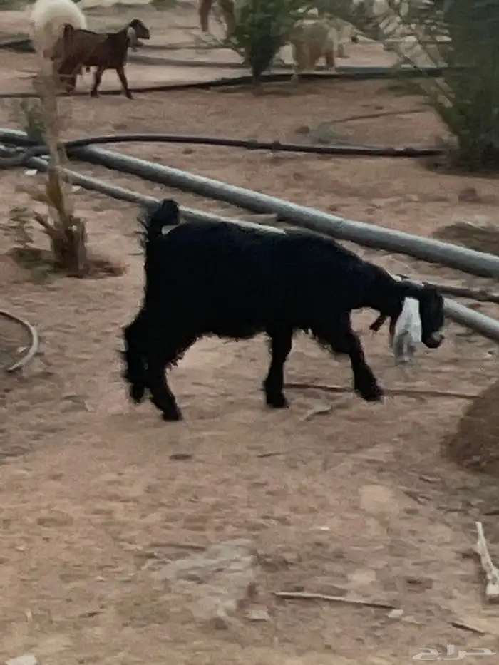 تبس فحل عارضي 7