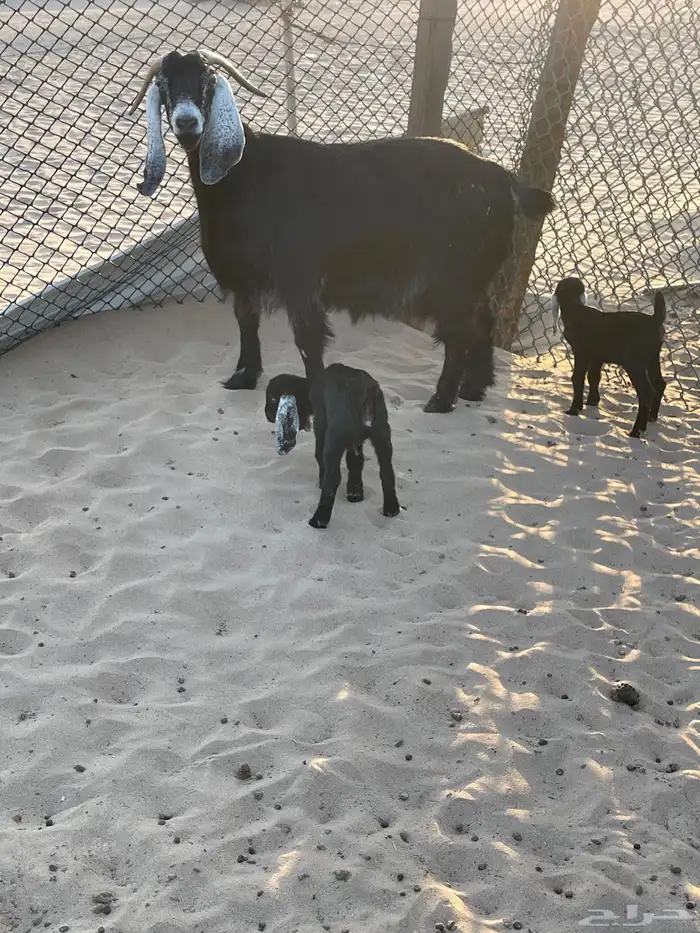 ماشاءالله تبارك الله للبيع عنز تحتها جفرتين 2