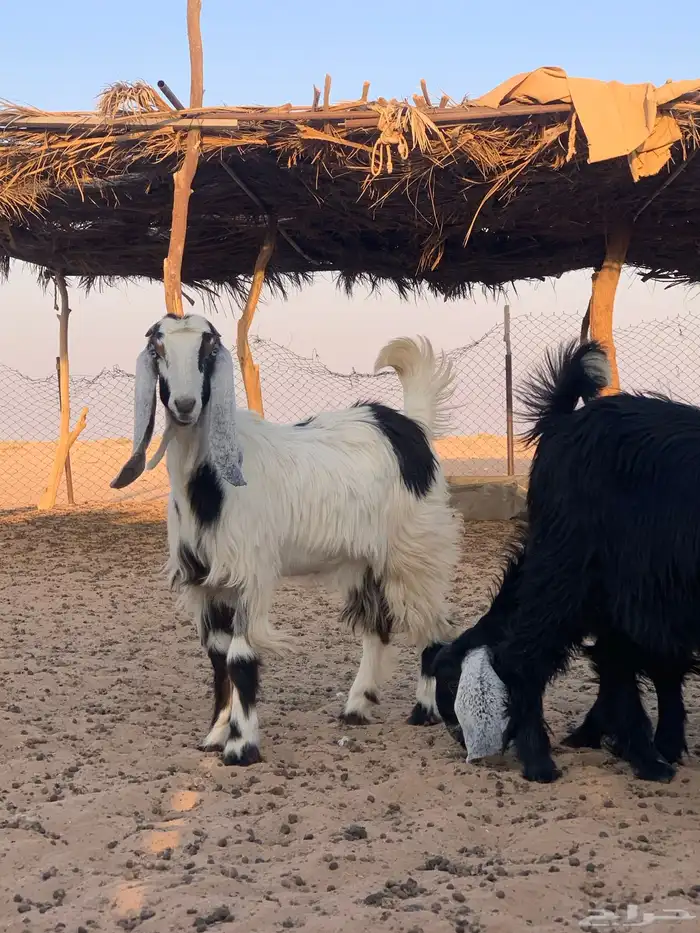 ذبايح عنق تيوس جفار 6