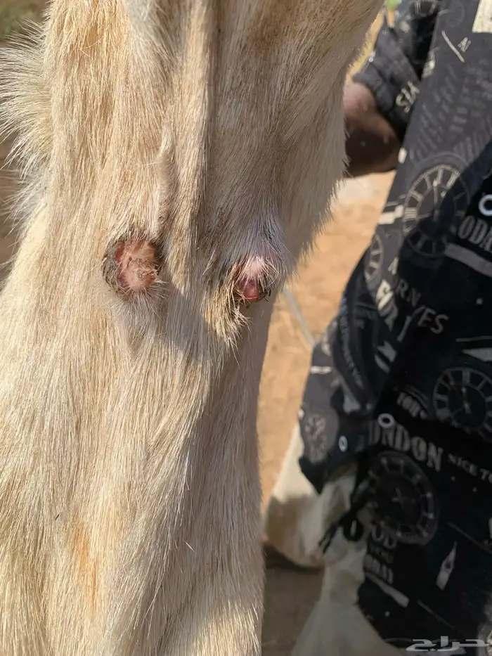 مشروع فحل 3