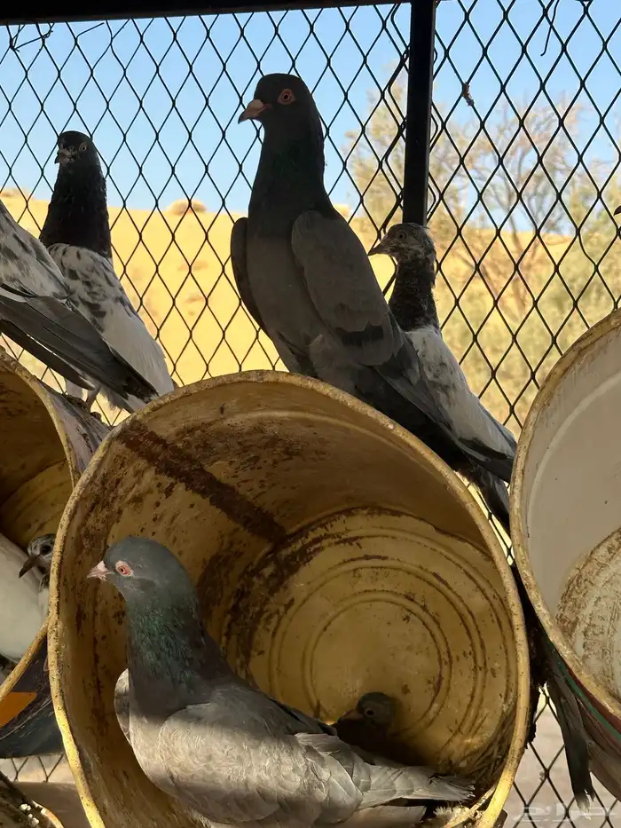 اربع اجواز باكستاني 3