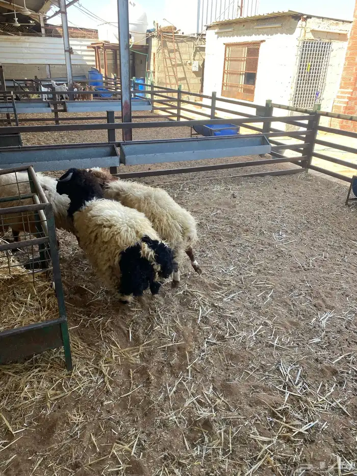 للبيع طليان نعيم وتيوس 6