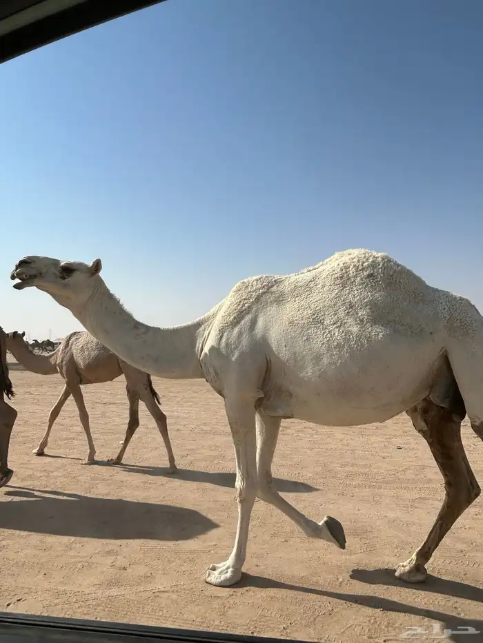 عشرا وضحا تحتها قعود شاقه 2