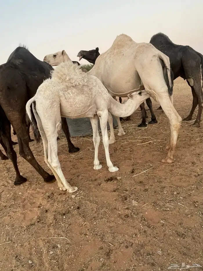 قعود بري لباني يرضع امه 3