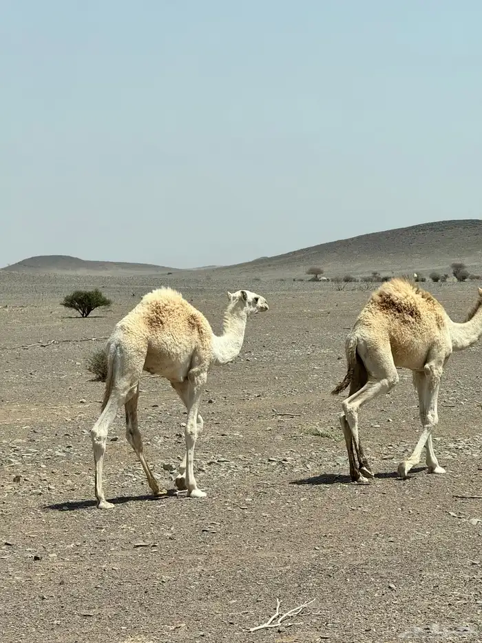 حيران للبيع على الحليب 5 شهور 0