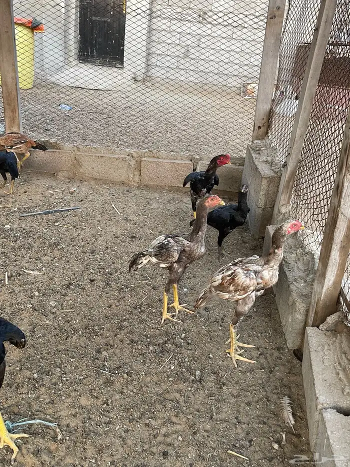 دجاج سندي بيور 7